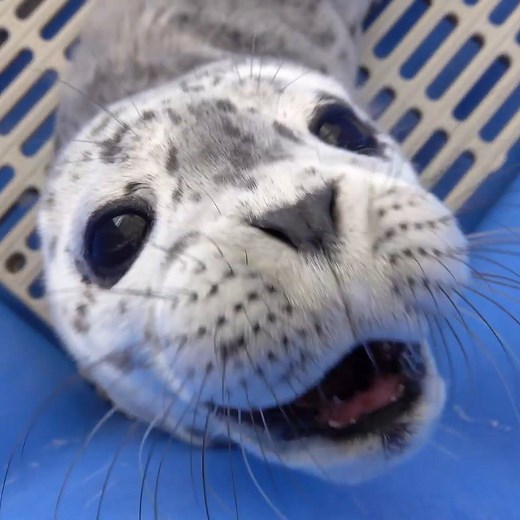 649K views · 1K reactions | Can’t take how cute this baby harbor seal sounds? You’re not the only one. Want to help the rescue center? Please visit https://mmrpatients.org/gift/adopt-a-seal/13937/ Instagram @MarineMammalRescue | In The Know | Facebook