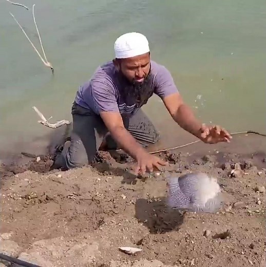 BIG TILAPIA FISHING IN RIVER Amazing fishing video