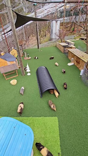 Funny and Cute Guinea Pig Videos from Tasmania, Australia