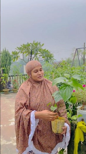 Piper chaba ॥😍 #Let's garden #Ourroofgarden #gardening #roofgarden #tips #villagelife