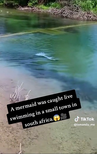 A mermaid was caught live swimming in a small town in south africa...😱🎥 #trending #tiktok #tiktok #followers➕