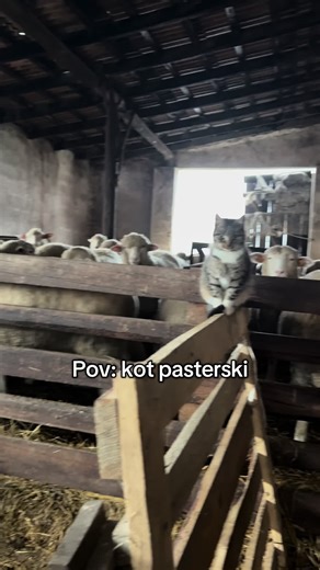 Godzina pilnowania owiec z kotem pasterskim