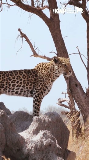 Leopard in the Wild 🐆