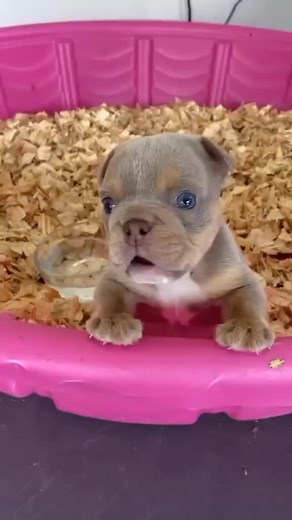 American Bully and Dachshund Mix: Unique Crossbreeds