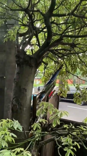 randu #beautiful #bonsai #tanamanhias #batumewah #bonsaitree