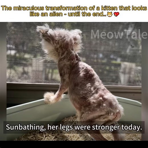 10K views · 367 reactions | From alien to adorable — watch this kitten’s amazing transformation!  #KittenRescue #CatTransformation #BeforeAndAfter #RescueCat | ONit See | Facebook