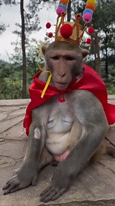 65K views · 1.6K reactions | ¡De la nada al trono! Este pobre mono sorprendió a todos y se convirtió en REY 轢 ¿Cómo lo logró? Su historia te dejará sin palabras.  Mira el video y descubre su increíble ascenso. #Mono #Rey #AnimalesAsombrosos #NaturalezaSalvaje #viralreels #viralvideo #viralpost #reelsviralシ #reelsfypシ #curiosidades | Time Prestige VE | Facebook