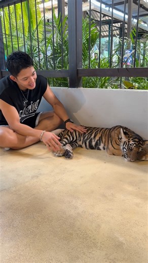 野杁正明 on Instagram: "、 トラ可愛かったなぁ🐯"