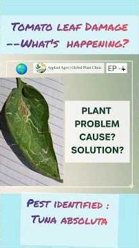 Tomato Leaf Minor ( Tuta absoluta) : Identification, Damage & Control.
