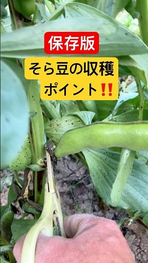 そら豆の収穫ポイントを紹介しました！ #家庭菜園 #農業初心者 #農業 #野菜 #そら豆栽培#そら豆収穫ポイント