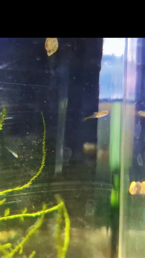 TomsTropicalFish on TikTok