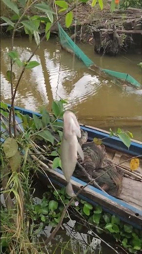 thêm một con thác lác nữa