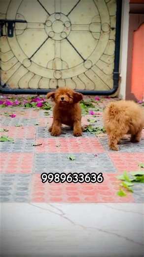 "Adorable Toy Poodle Puppies for Sale – Your New Best Friend Awaits! 🐩💖" #toypoodle #shorts #pets