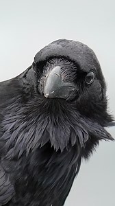 34K views · 546 reactions | Ravens are among the smartest Birds and can perform multi step tasks. #ravens #ravens #birds #wildlife #reelsfb2024 | Tohid Azimi | Facebook