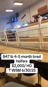 #california #cattle #subastadeganado #cattleauctions #cattlemarket #ganado #californiacattle #calicattleco #bulls #cattleauction #bredheifers #heifers #cows #vacas | Jonathan Bell