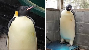 Lost emperor penguin ends up in Australia, 2,000 miles from home