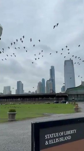 A flock of Mallard ducks flying 😲 Amazing! Loved it!