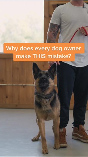 How to Train Your Overprotective Dog: Tips and Tricks