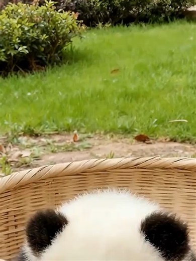 Panda baby video: cute panda clips and facts