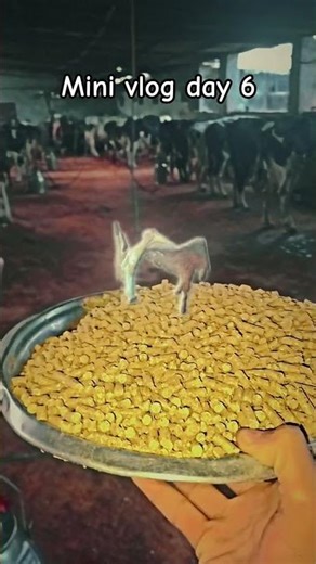 (1M_500K_100K VIEW) (capcut viral tutorial)( clima lindo)@sunny_chuddray_7710#) (full day vlog)