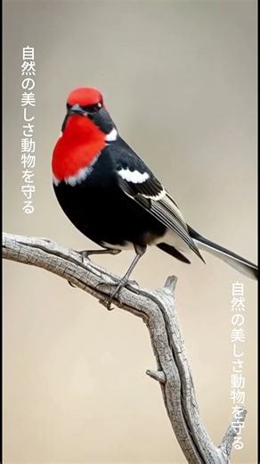 Chim Mũ Đỏ Rực Rỡ | Red-Capped Robin – Tiếng Hót Ngoài Tự Nhiên Cực Hay #birdlovers #birds #xuhuong