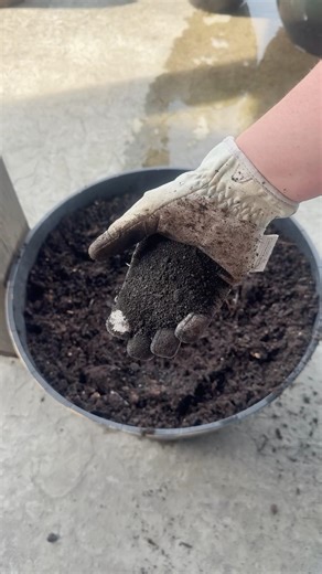 How To Prep Container Gardens for Spring Planting