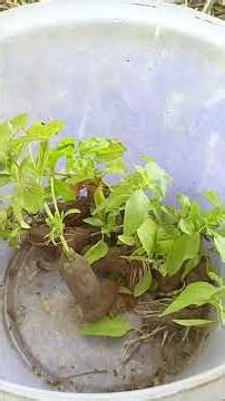 easy basil propagation techniques