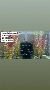 108 reactions · 13 comments | RESTOCKED! NEON TETRA SMALL PAYMENT...