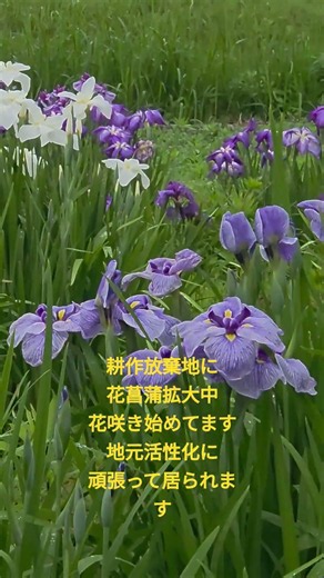 花菖蒲 耕作放棄地 地域活性化チームの活躍