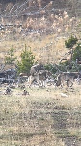 Enjoy 20 seconds of Wolves wrestling. Wolves wrestle to play, bond, exercise, and learn crucial survival skills like coordination, social cues, and establishing hierarchy. They have various playful behaviors, including chasing, wrestling, pouncing, jaw sparring, stalking, and tug-of-war. Light play can be a form of social behavior to strengthen bonds in the pack or provide fun and relaxation. More intense wrestling or “jaw sparring” can be a way to assert dominance or challenge another wolf’s po