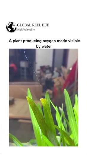 The post features a short video of an aquatic plant, likely Elodea canadensis, submerged in wate