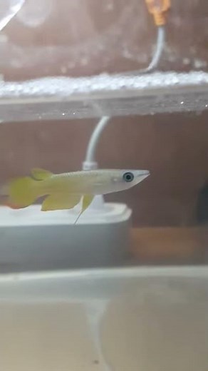 Golden wonder killifish | Striped panchax | Aplocheilus lineatus