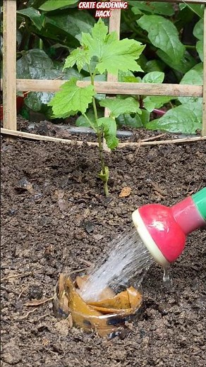 😱 Grow Bitter Gourd in a Plastic Crate! 100% Success & Fast Growth Secret 🌱🔥 #shorts #bittergourd