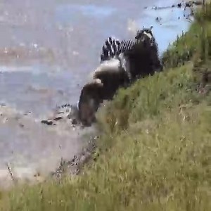 938K views · 8.9K reactions | The battle between crocodiles and buffalo | Animals World | Facebook