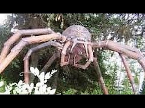 WEIRDEST Insect & Spider Cryptids