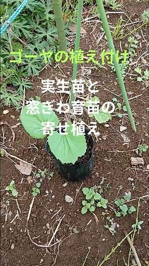 ゴーヤの失敗を防ぐ！植え付け場所がすべて！ゴーヤ連作障害に弱いです！家庭菜園