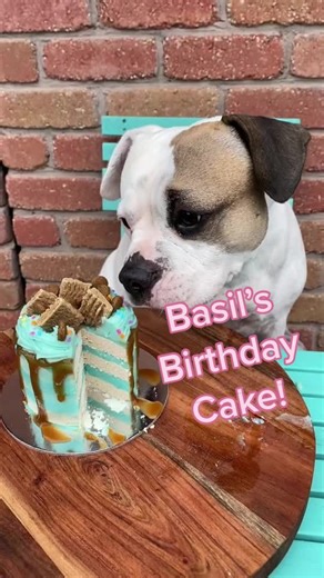 A cake decorator’s dog must have a bday cake yes!? #dogfriendlycake #dogbirthdaycake #dogcake #dogsbirthday #happybirthday #cutedog #dogvideos #dogs