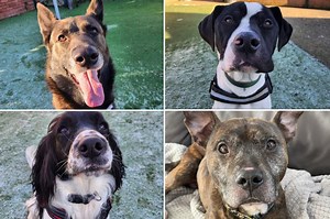 11 of the cutest dogs that are ready to be adopted from Sheffield rescue shelters