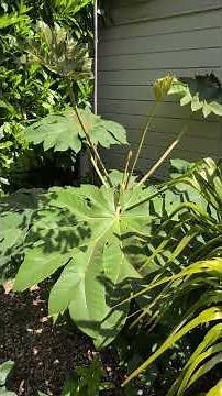 Tetrapanax Papyrifer Rex Growing instructions for this brilliant fast growing tropical style plant