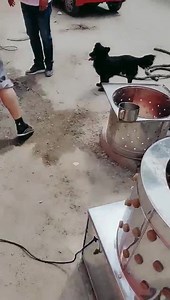 6.3K views · 50 reactions | P2799 Chicken Plucker Machine Strip Poultry Feather Defeather 220v, Stainless Steel, Commercial Grade, defeathers in seconds. Leave a number to order now!!! add us on 75083456 or 75047676 or 77981818or 74429065 to place an order | Lala supply | Facebook