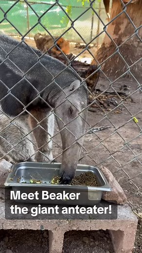 9.4K views · 143 reactions | Check out this behind the scenes video of Beaker the giant anteater! In this video, we provided Beaker with an enrichment opportunity where he needed to get his food through different areas in a fence, which is similar to how he would need to stick his long snout in a termite or ant hill. | Phoenix Zoo | Facebook