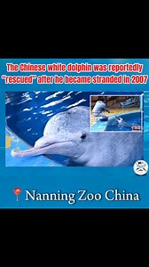 Lao Bai the Chinese White Dolphin. The striking Chinese white...