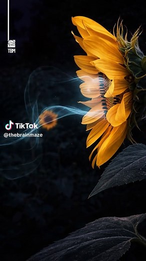 How Sunflowers Absorb Radioactive Elements - Sunflowers were planted after the Fukushima disaster because they can absorb certain radioactive elements like cesium-137 and strontium-90 from contaminated soil, a process known as phytoremediation. These elements mimic nutrients, allowing the plant to take them in and store them within its tissues. While this can help reduce contamination levels, the process is slow and requires the plants to be safely disposed of as radioactive waste afterward. #vi