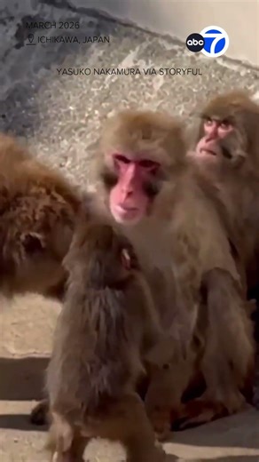 Punch the monkey tries to break up fight