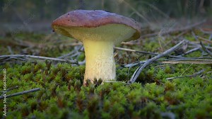 Young Slippery Jack Mushroom or Sticky bun (Suillus luteus) against a background of green moss and pine needles, close-up.
