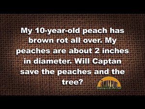 Q&A – I have brown rot all over my peach tree. Will Captan save the tree?