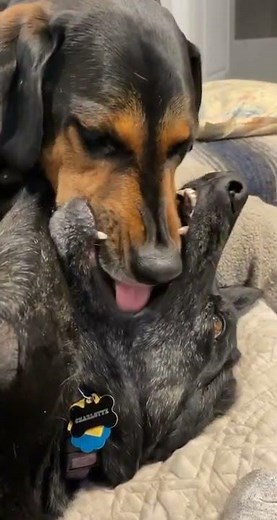 Two Dogs Lick Inside of Each Other's Mouth - 1284140