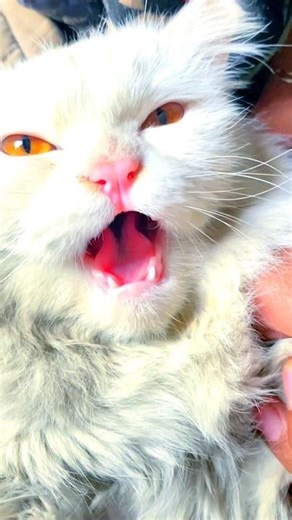 Horror cat sound || angry cat sound || #shorts #catsounds #youtube #youtubeshorts #6