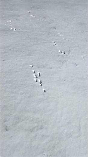Which animal tracks are these?