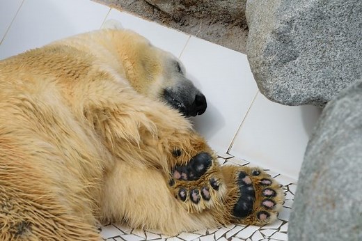 What Color Skin Do Polar Bears Have - Polar Bear Skin Color